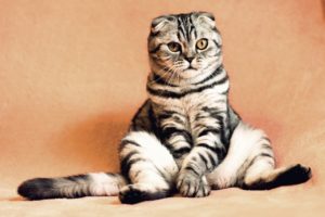 Read more about the article CAT STRESS SYMPTOMS